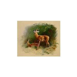 FRAMED oil paintings   Archibald Thorburn   24 x 24 inches   Roe Deer