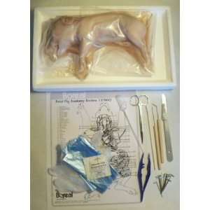  Fetal Pig Dissection Kit with Anatomy Chart and Test, Tray 