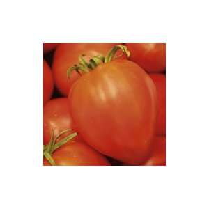  Organic Amish Paste Tomato Plant Patio, Lawn & Garden