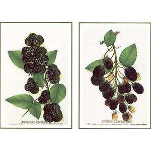  Raspberry & Blackberry Poster Print