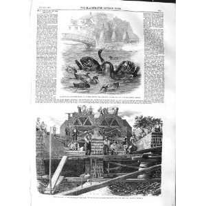  1859 BLACK SWANS CULVERS SURREY DRAINAGE WICK LANE FORD 