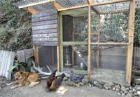   it easy to build and customize the perfect backyard chicken house