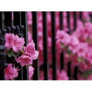  Azalea Blossom, Charleston, South Carolina, USA Premium 