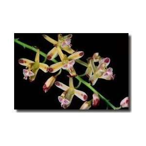  Vanda Orchids Bogor Botanical Gardens Giclee Print