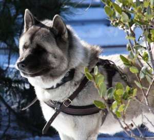 New Weight Pulling Body Dog Harness Siberian Husky  