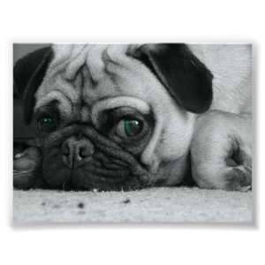  Pug Breena Posters