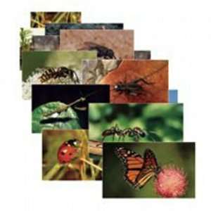   Insects 14 Poster Cards By Stages Learning Materials Toys & Games