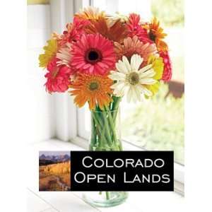 Colorado Open Lands Cheerful Gerbera Daisies  Grocery 