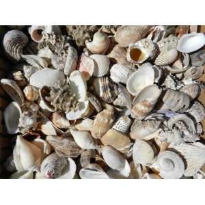 Bulk Seashells 16 Pounds of Large Sea Shells Great Selection 1/2 to 3 