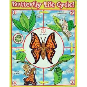  BUTTERFLY LIFE CYCLE FRIENDLY CHART Toys & Games