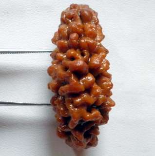 This is a Premium Quality 1 Mukhi Rudraksh. Its length is 30mm (3.0cms 