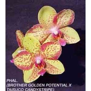 Phal ( Brother Golden Potential Orchidheights x Taisuco Candystripe 
