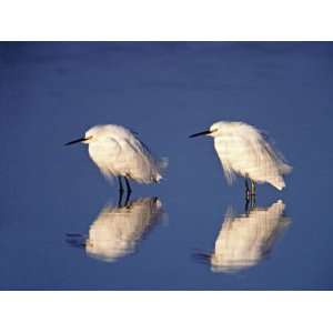  Egrets with Reflections, Ding Darling NWR, Sanibel Island, Florida 