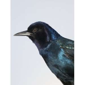  Female Boat Tailed Grackle Head, Quiscalus Major, Eastern 