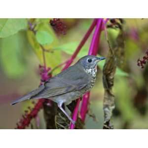 Gray Cheeked Thrush (Catharus Minimus), North America Photographic 