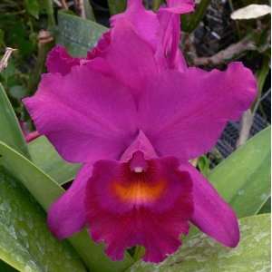 Cattleya Penang Black Caesar Orchid Grocery & Gourmet Food