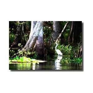  Stalking Egret Giclee Print