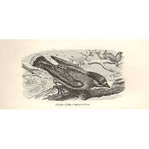  Cedar Bird 1862 WoodS Natural History Bird Engraving 