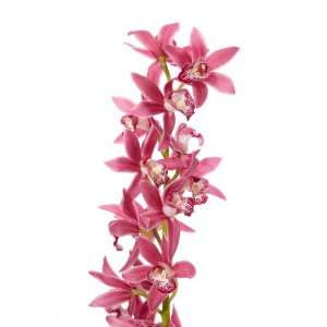 Orchids for Valentines Day   Amaze Them with Pink Mini Cymbidiums 