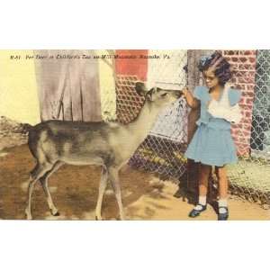   Postcard Pet Deer at Childrens Zoo on Mill Mountain Roanoke Virginia
