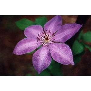  1 Elsa Spath Purple Clematis Patio, Lawn & Garden