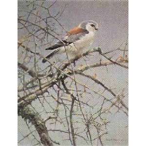  Robert Bateman   Pygmy Falcon Sappi