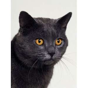  Certosina   Chartreux Cat, Portrait Premium Poster Print 