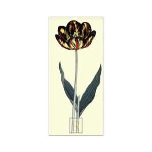   Apostolicus Tulip   Poster by James Sowerby (12x16)