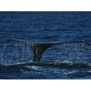  The Tail Flukes of a Humpback Whale National Geographic 