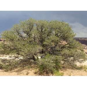  Pinon Pine on the Rim of Canyon De Chelly, on the Navajo Nation 