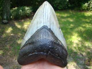 MEGALODON shark tooth teeth fossil *TOP SHELVE TOOTH *  