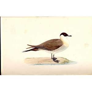  Richardsons Skua Meyer H/C Birds 1842 50