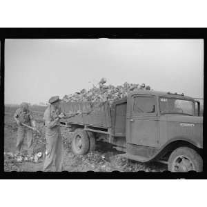 Photo Loading truck with topped sugar beet, Lincoln County, Nebraska 