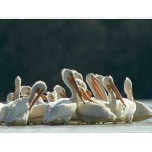 Group of American White Pelicans Standing in Shallow Water 