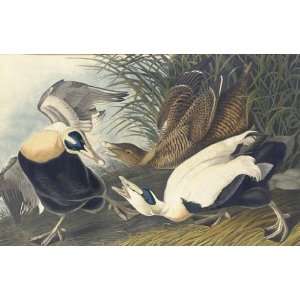   Made Oil Reproduction   Robert Havell   24 x 16 inches   EIDER DUCK