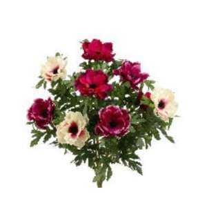  Allstate FBA013 BT CE 19 in. Beauty And Cerise Anemone 