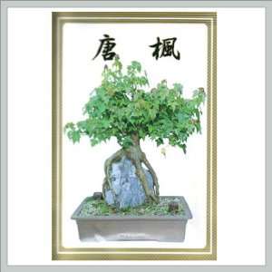 Bonsai Tree Trident Maple Seeds Patio, Lawn & Garden