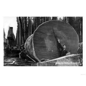  California   Man Posing by Cut Redwood Log Giclee Poster 