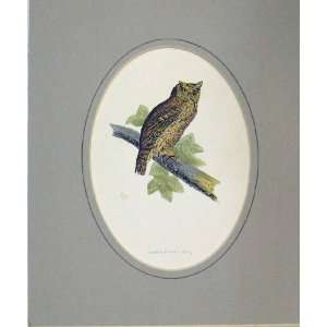   Hand Coloured Old Print 1860 Scops Eared Owl Bird Prey