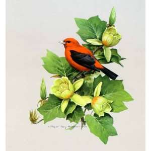    Roger Tory Peterson   Scarlet Tanager Open Edition