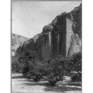   Orchards,Arizona,AZ,tree,canyon walls,c1906,fruit orchards Home