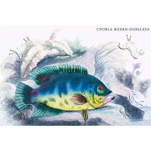  Cychla Rubro Ocellata by unknown. Size 26.50 X 17.75 Art 