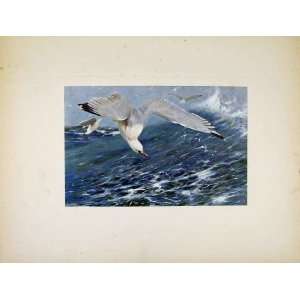  Silver Gull Birds Colored Fine Art Portraiture Print