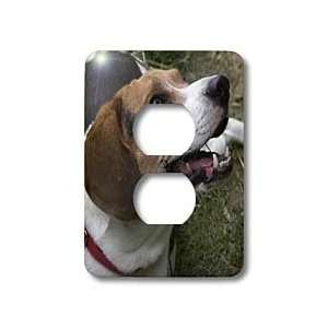 Jackie Popp Nature N Wildlife animals   beagle   Light Switch Covers 