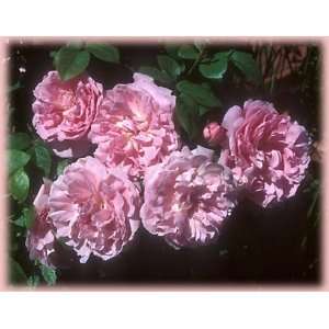   Mary Rose (Rosa English Rose)   Bare Root Rose Patio, Lawn & Garden
