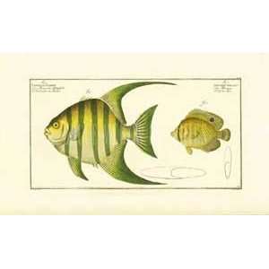   Print   Pen Fish   Artist Bloch  Poster Size 8 X 14
