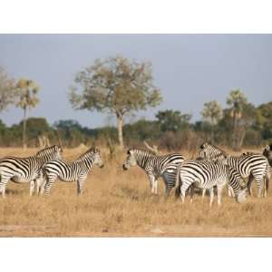  Zebras, Hwange National Park, Zimbabwe, Africa 