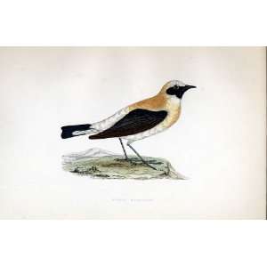  Russet Wheatear Bree H/C 1875 Old Prints Birds Europe 