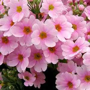 FAIRY PRIMROSE PINK 50 SEEDS A FAVORITE CONTAINER PLANT IT CAN BE 