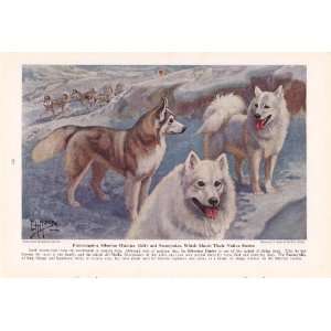 1941 Siberian Huskies & Samoyed Working Dogs Edward Herbert Miner 